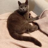 Picture of cat lost at Vichy