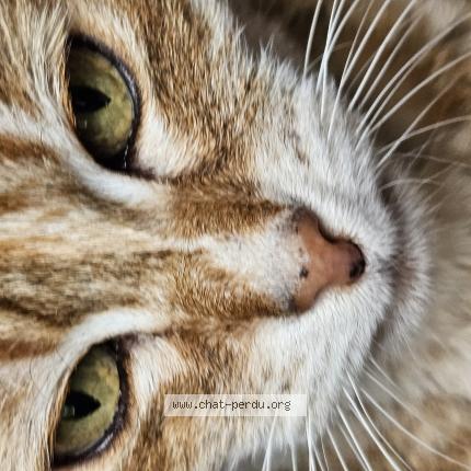 Photo 1/1 CHANCE Chat lost in Sablons