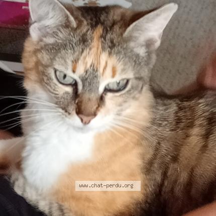 Photo 1/1 Katania Chat lost in Plumelec