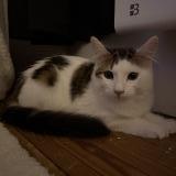 Picture of cat found at Valence D Agen