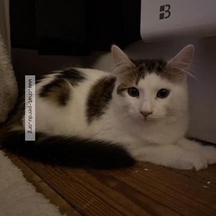 Photo 1/1 Found cat Found in Valence d agen