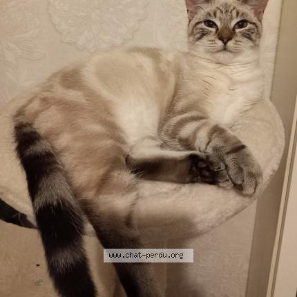 Photo 1/1 Youmi Chat lost in Neuville les dieppe