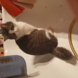 Picture of cat lost at Marche En Famenne