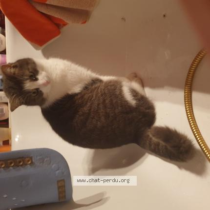 Photo 1/1 Saphir Chat lost in Marche en famenne