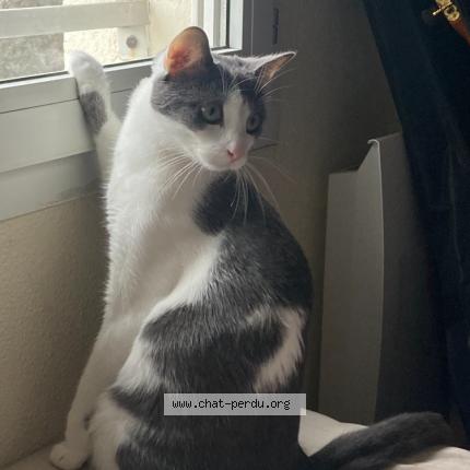 Photo 1/1 Tsuki Chat lost in Saint apollinaire