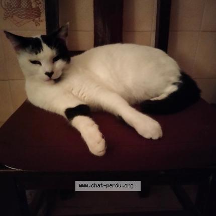 Photo 1/1 Lili Chat lost in Tours