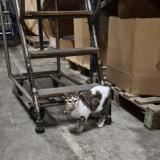 Picture of cat found at Gellainville