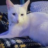 Picture of cat lost at Fresno