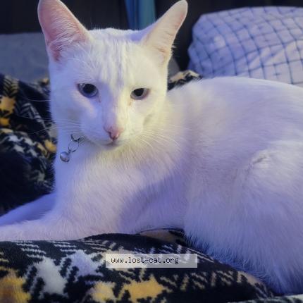 Photo 2/2 Gary Chat lost in Fresno