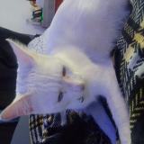 Picture of cat lost at Fresno