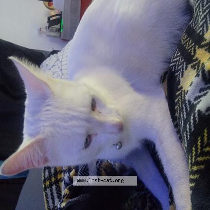 Photo 1/1 Gary Chat lost in Fresno