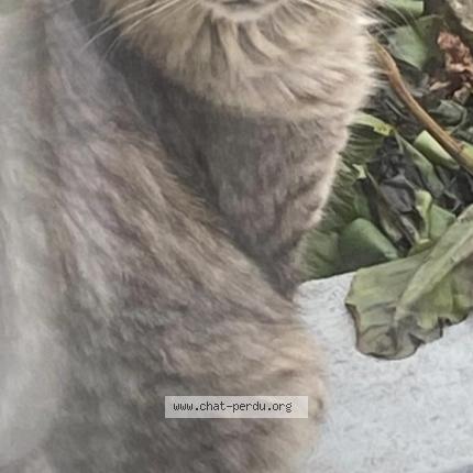 Photo 1/1 TOKYO Chat lost in Pontoise