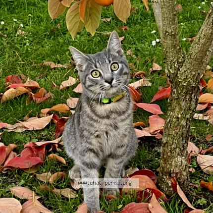 Photo 1/1 Yuki Chat lost in Montfermeil