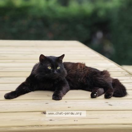 Photo 1/1 Snow Chat lost in La fouillouse