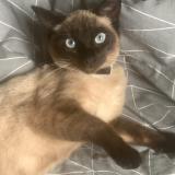 Picture of cat lost at Wattrelos