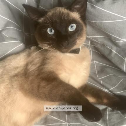 Photo 1/1 Fifille Chat lost in Wattrelos