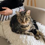 Picture of cat lost at Limoges