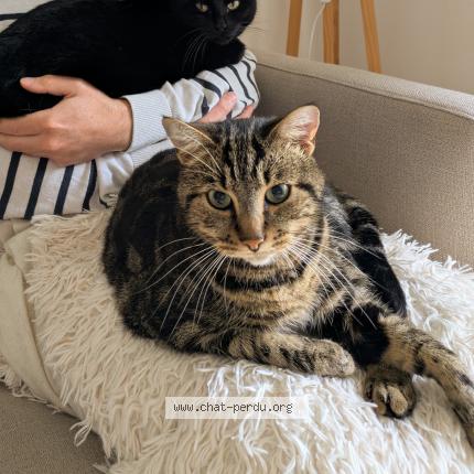 Photo 1/1 Carlo Chat lost in Limoges