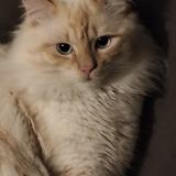 Picture of cat lost at Lyon 08