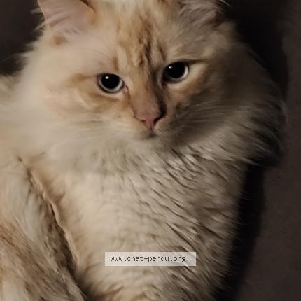 Photo 1/1 Symba Chat lost in Lyon 08