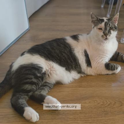 Photo 1/1 Mochi Chat lost in Castelmaurou