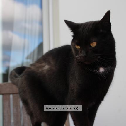 Photo 1/1 Scarlett Chat lost in Ploneour lanvern