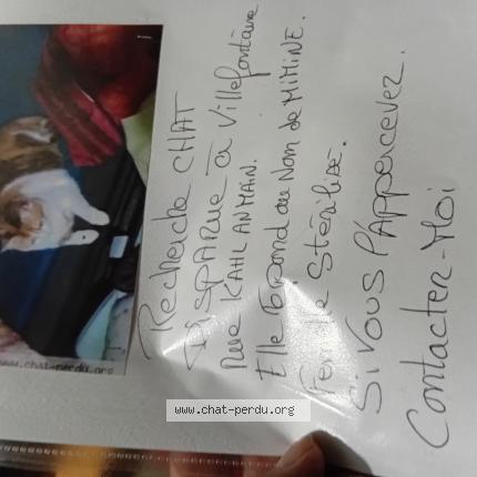 Photo 1/1 Mimine Chat lost in Villefontaine