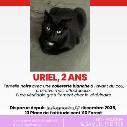 Foto van vermiste kat in Forest