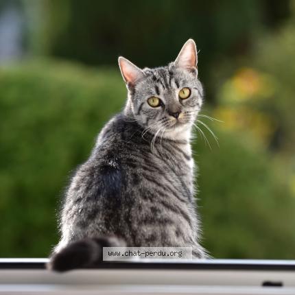 Photo 1/5 Macha Chat lost in Neuville la mare