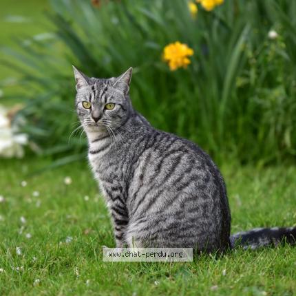 Photo 2/5 Macha Chat lost in Neuville la mare