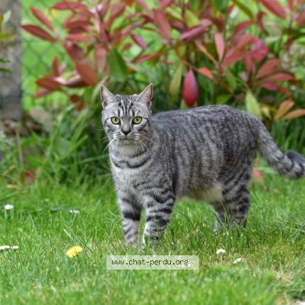 Photo 3/5 Macha Chat lost in Neuville la mare