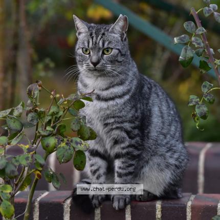Photo 4/5 Macha Chat lost in Neuville la mare