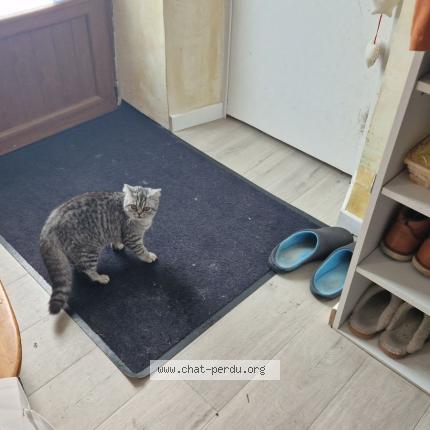 Photo 1/2 Plumita Chat lost in Villard bonnot