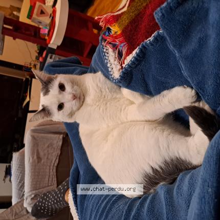 Photo 1/1 Mila Chat lost in Mulhouse