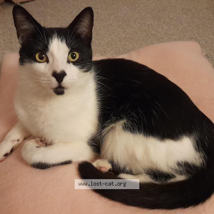 Photo 1/1 Monty Chat lost in Penicuik