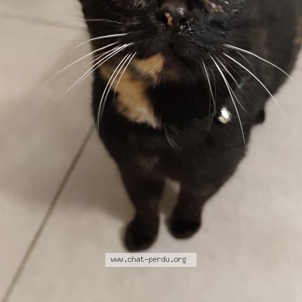 Photo 1/1 Found cat Found in Angers