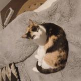 Picture of cat found at Angmars St Felix