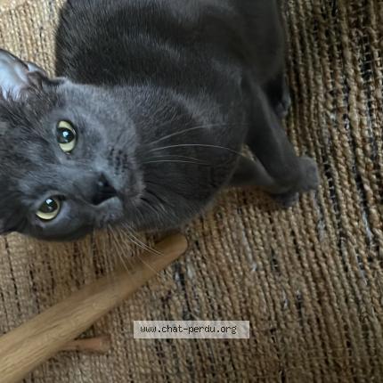 Foto van vermiste kat in Saotn Gilles