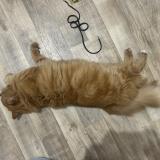 Picture of cat found at Tours