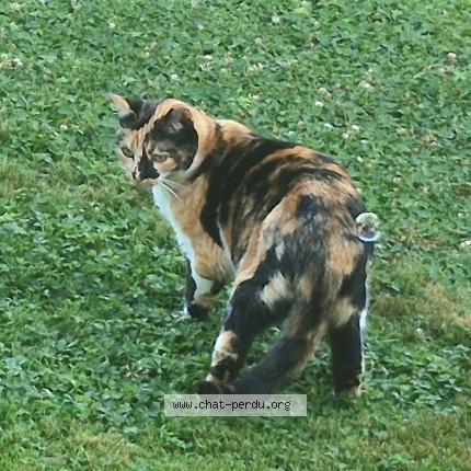 Photo 1/1 Violette Chat lost in Castelsarrasin