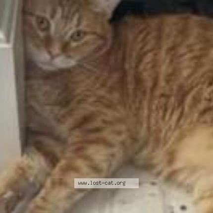 Photo 1/1 Kolby Chat lost in Spring