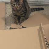 Picture of cat found at Marseille