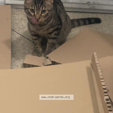 Photo 1/1 Found cat Found in Marseille