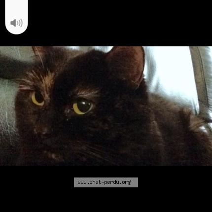 Photo 1/1 GROOT Chat lost in Cavanac