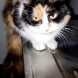 Picture of cat found at Parigne