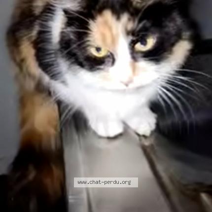 Photo 1/1 Found cat Found in Parigne