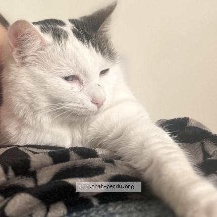 Photo 1/1 EMY Chat lost in Roissy en france