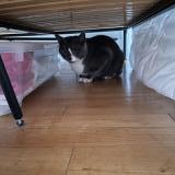 Picture of cat found at Coulaines