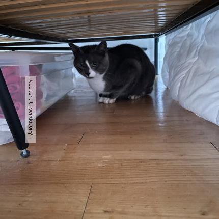 Photo 1/1 Found cat Found in Coulaines