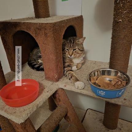 Photo 1/1 Lucky Chat lost in Montreal